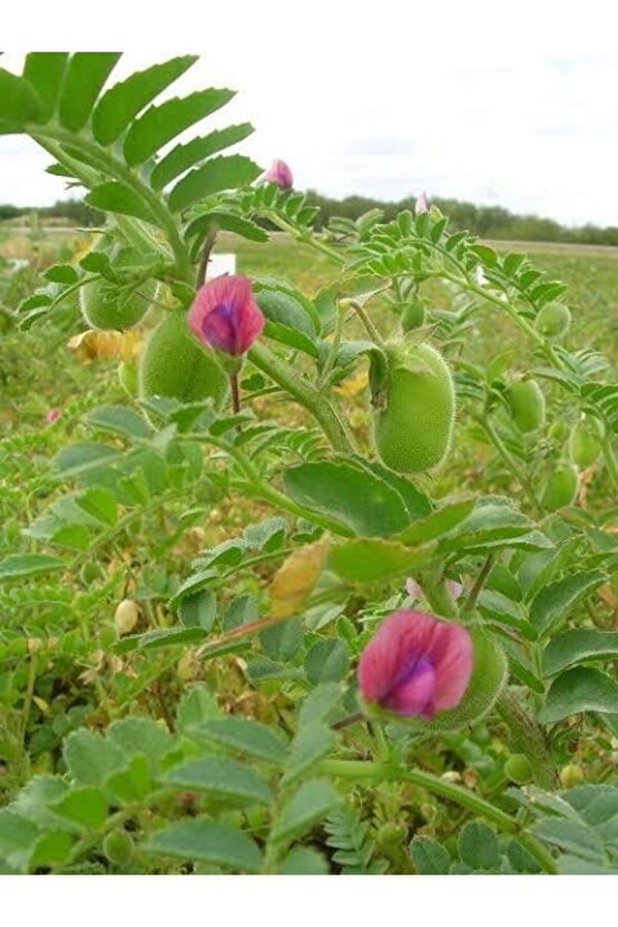 300 Adet Yeşil Yemelik Nohut Tohumu