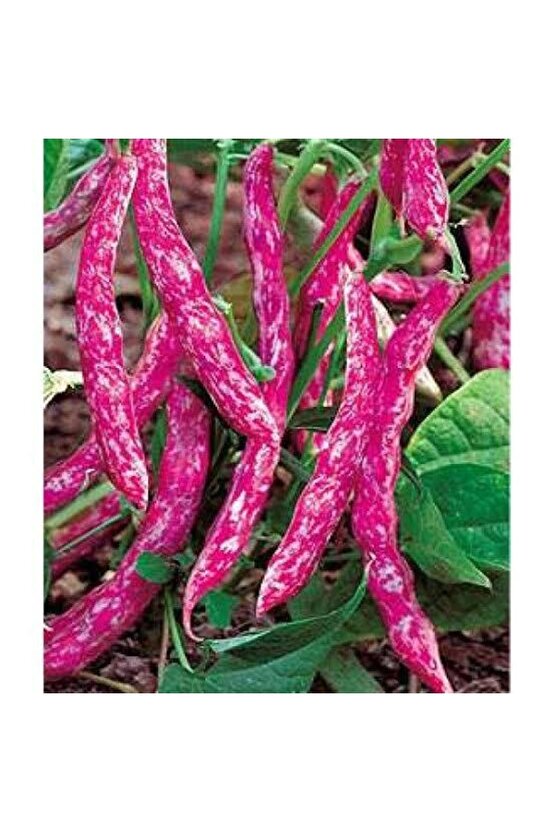 200 Adet Sırık Fasulye Barbunya Tohumu