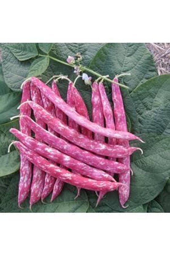100 Adet Sırık Fasulye Barbunya Tohumu