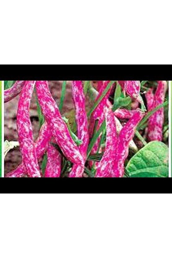 100 Adet Sırık Fasulye Barbunya Tohumu