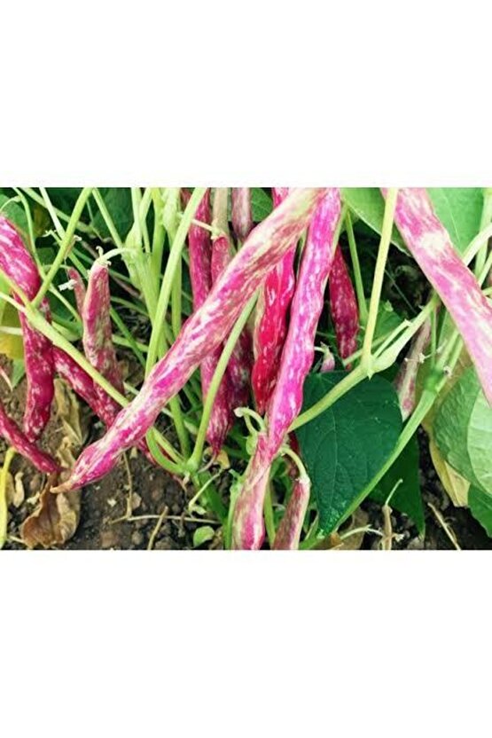 100 Adet Sırık Fasulye Barbunya Tohumu