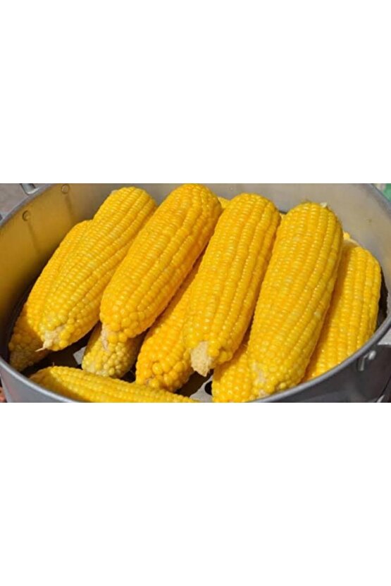 150 Adet Haşlamalık Mısır Tohumu