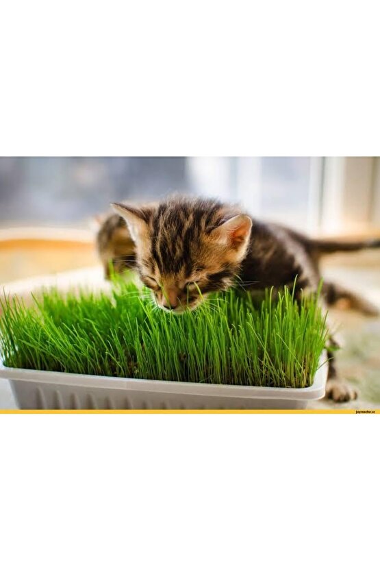 Kedilerin Sevdiği Kedi Çimi Tohumu, 7 Yıl Kök Ömürlü + Hediye Üzüm Fidanı Tohumu