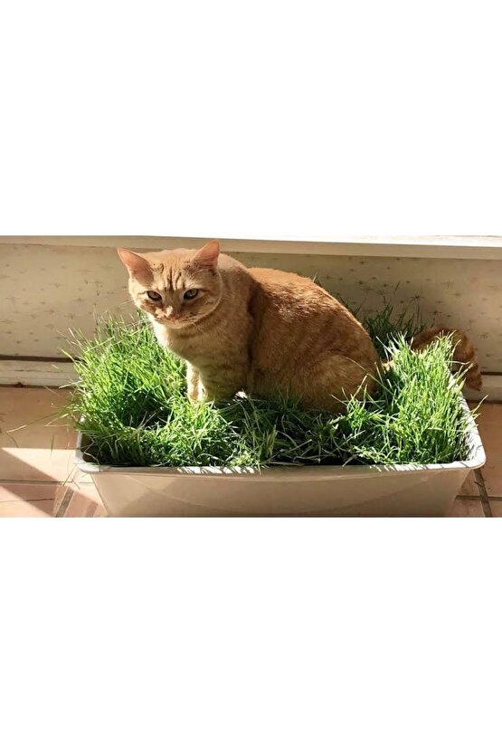 Kedilerin Sevdiği Kedi Çimi Tohumu, 7 Yıl Kök Ömürlü + Hediye Üzüm Fidanı Tohumu