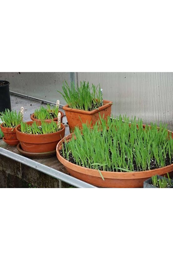 Kedilerin Sevdiği Kedi Çimi Tohumu, 7 Yıl Kök Ömürlü + Hediye Üzüm Fidanı Tohumu