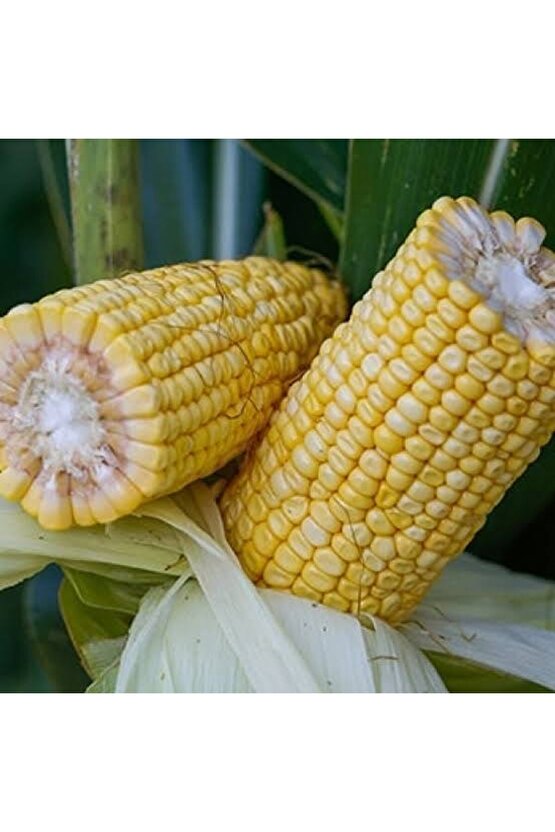 150 Adet Kaynatmalık Ve Közde Patlatmalık Mısır Tohumu