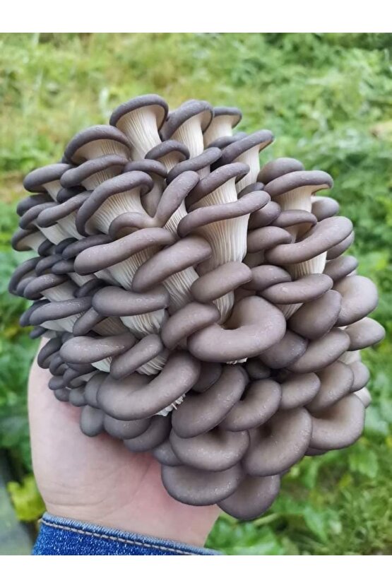 750 Adet Kavak Mantarı Tohumu, Ekim Poşeti Ve Kılavuz