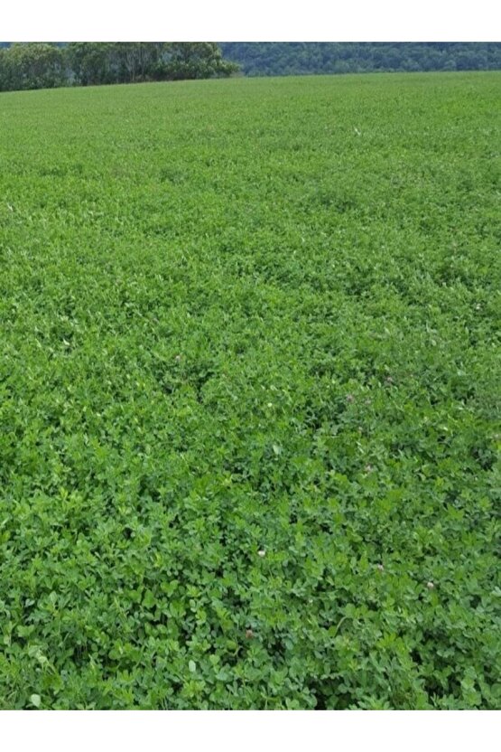 Büyükbaş, Küçükbaş, Kemirgen Ve Kümes Hayvanları Yemi Yonca Tohumu 20.000 Adet