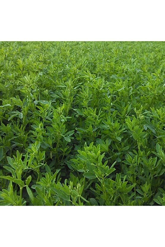 Yonca Tohumu 20.000 Adet