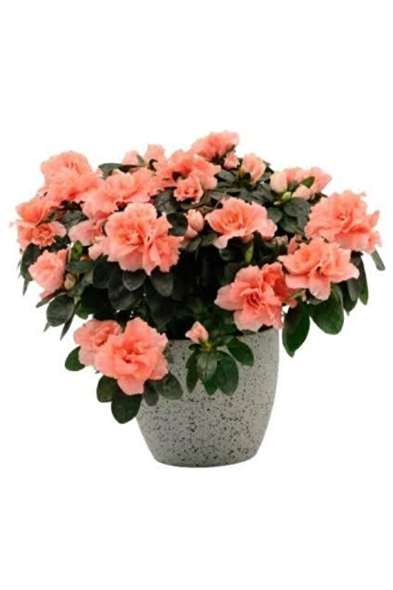 13 Litre Özel Açelya Ekim Torfu