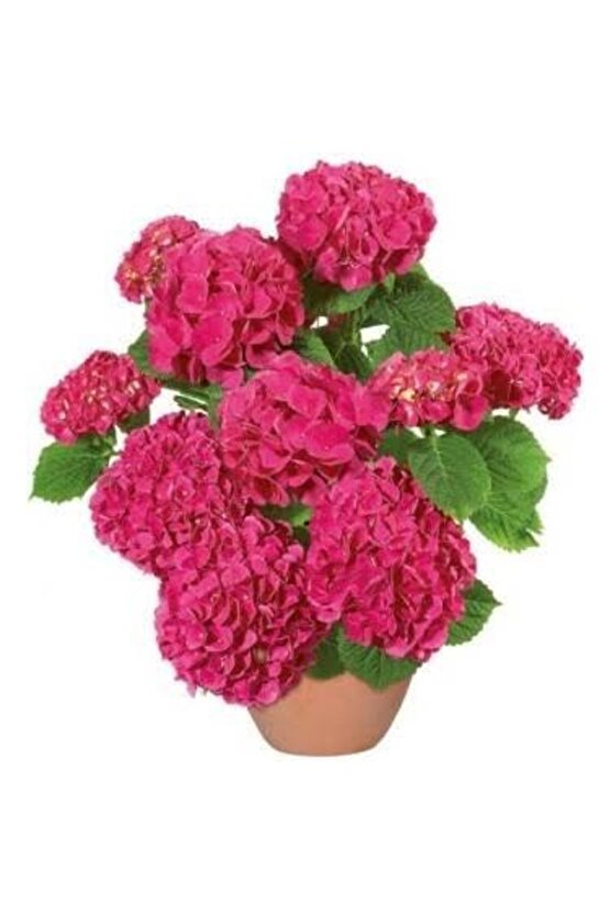 13 Litre Ortanca Çiçeği Torfu