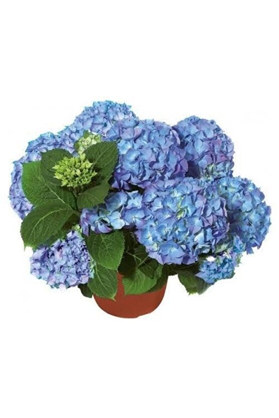 13 Litre Ortanca Çiçeği Torfu