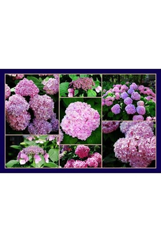 13 Litre Ortanca Çiçeği Torfu