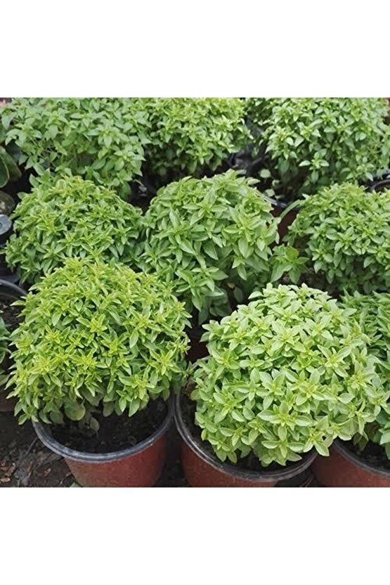 13 Litre Reyhan Fesleğen Ekim Torfu