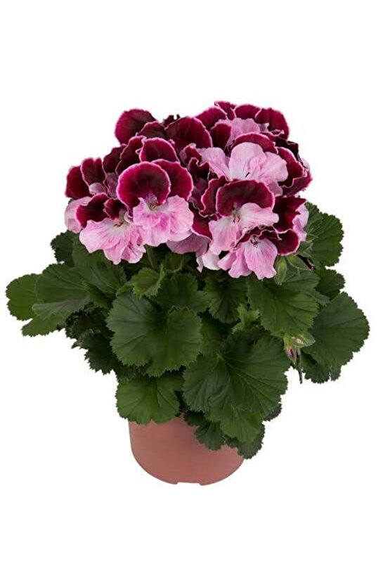 13 Litre Özel Sardunya Ekim Torf