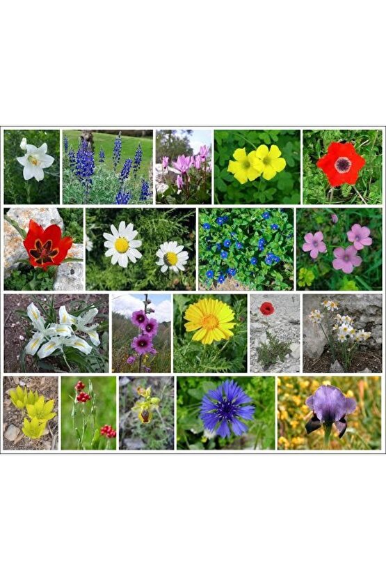 13 Litre Çiçekli Bitkiler Için Özel Torf