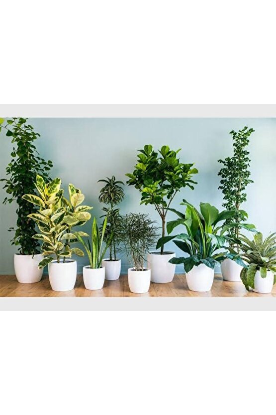 13 Litre Salon Bitkileri Için Özel Torf