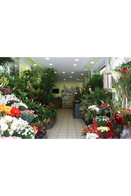 13 Litre Yeşil Yapraklı Ve Çiçekli Bitkiler Için Özel Torf