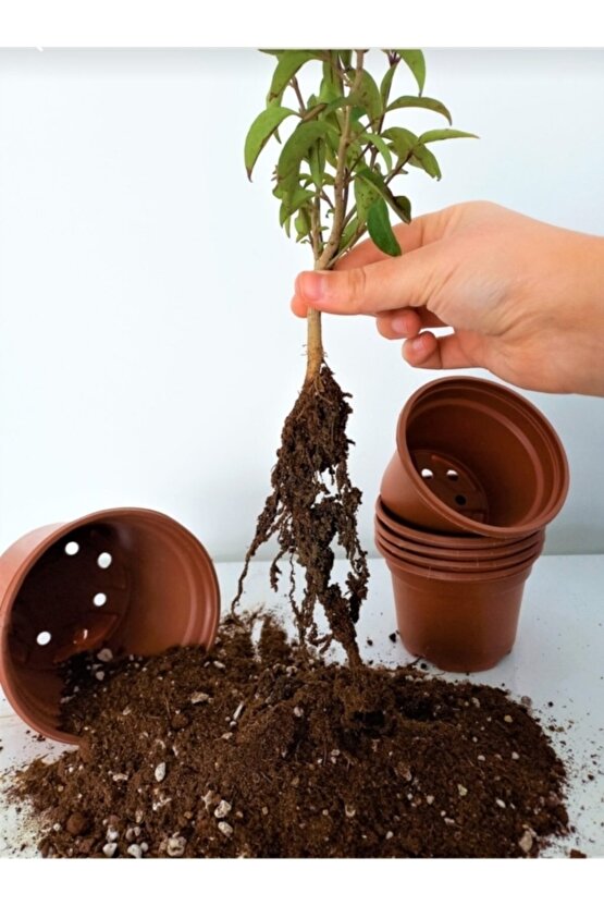 12 Litre Bitki Köklendirme Torfu