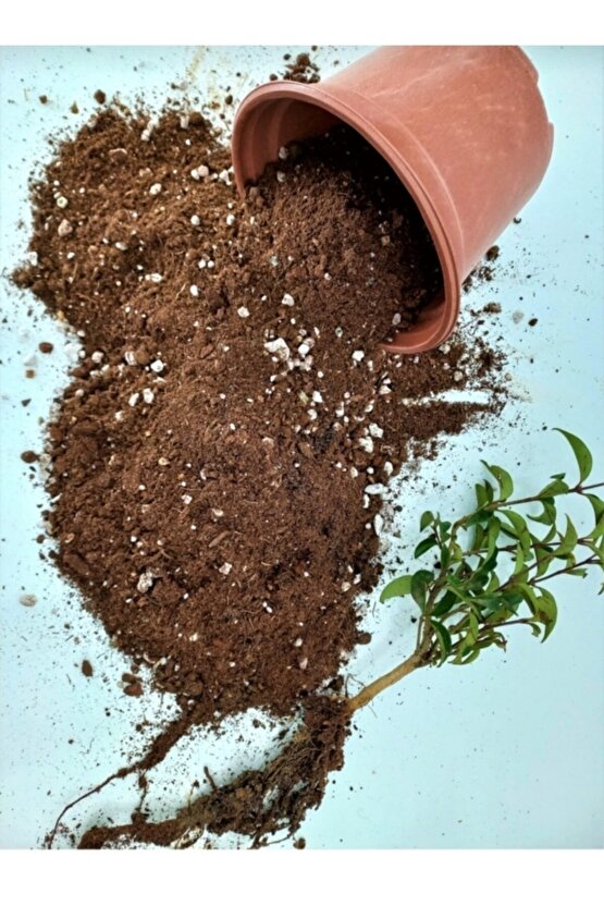 12 Litre Bitki Köklendirme Torfu