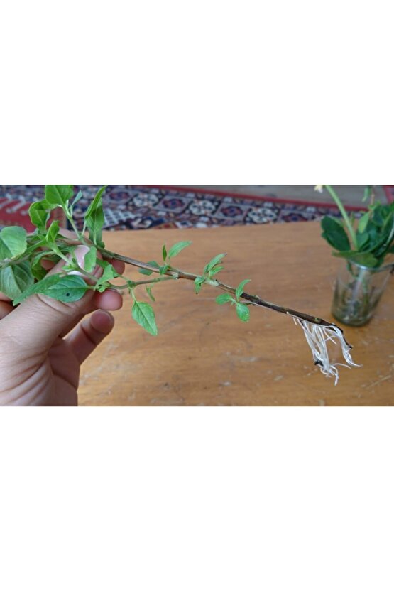 6 Litre Bitki Köklendirme Perliti Ve 50 Ml Bitki Köklendirme Hormonu