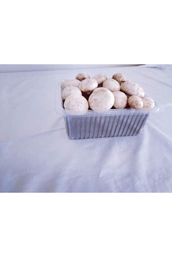 Kültür Mantarı Tohumu Ekili Kutu Ve Yönerge