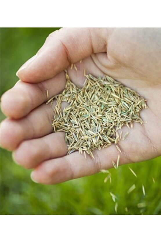 Çim Tohumu 100 Gr