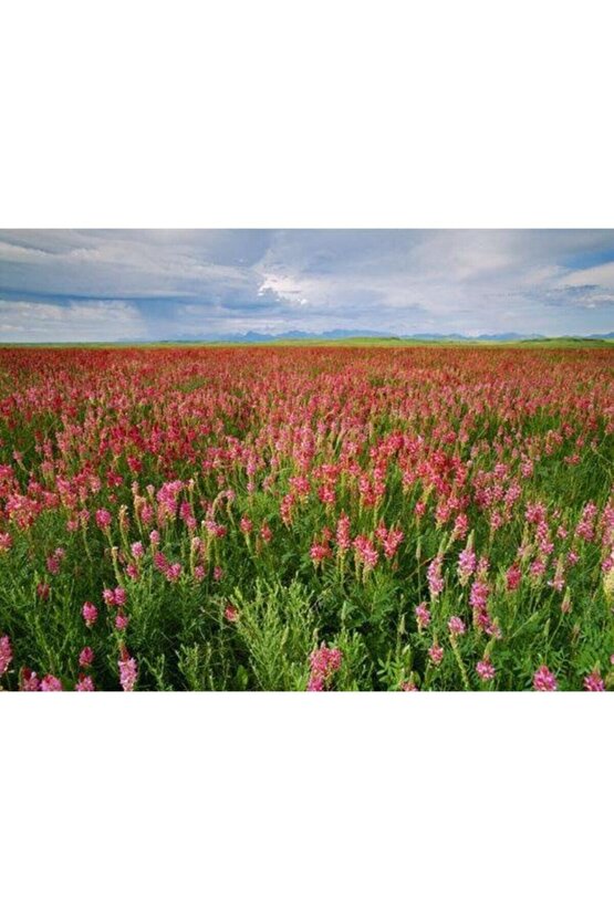 10.000 Adet Küçükbaş Hayvan Yemi Korunga Tohumu