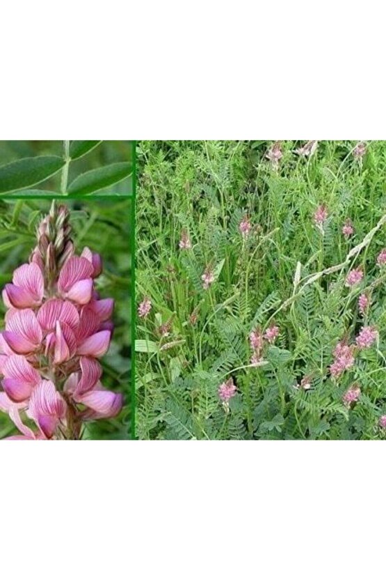 10.000 Adet Büyükbaş Hayvan Yemi Korunga Tohumu