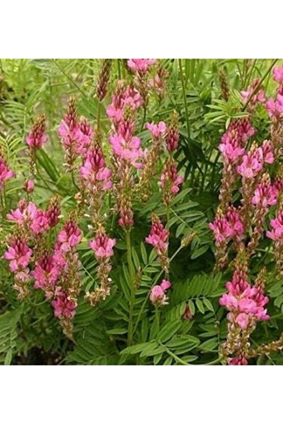 10.000 Adet Kümes Hayvanları Yemi Korunga Tohumu