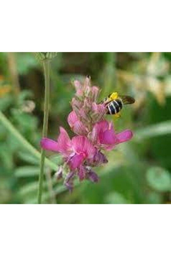 Korunga Tohumu (2000 Adet)