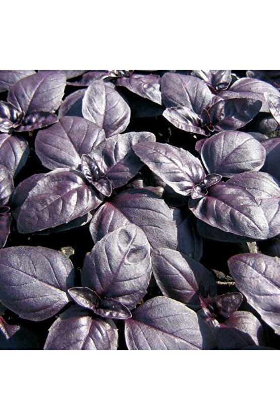 Mor Fesleğen(reyhan) Tohumu(100 Tohum)