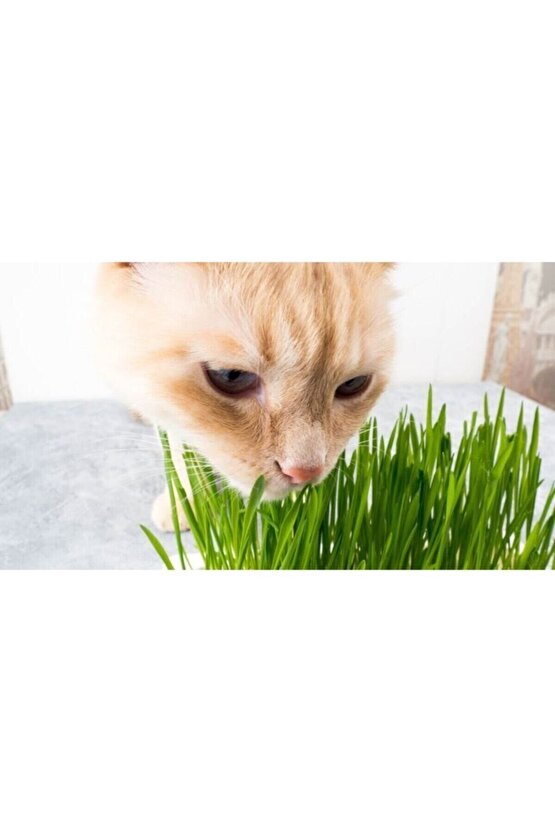 Kedi Çimi Tohumu (ORTALAMA 10.000 ADET)
