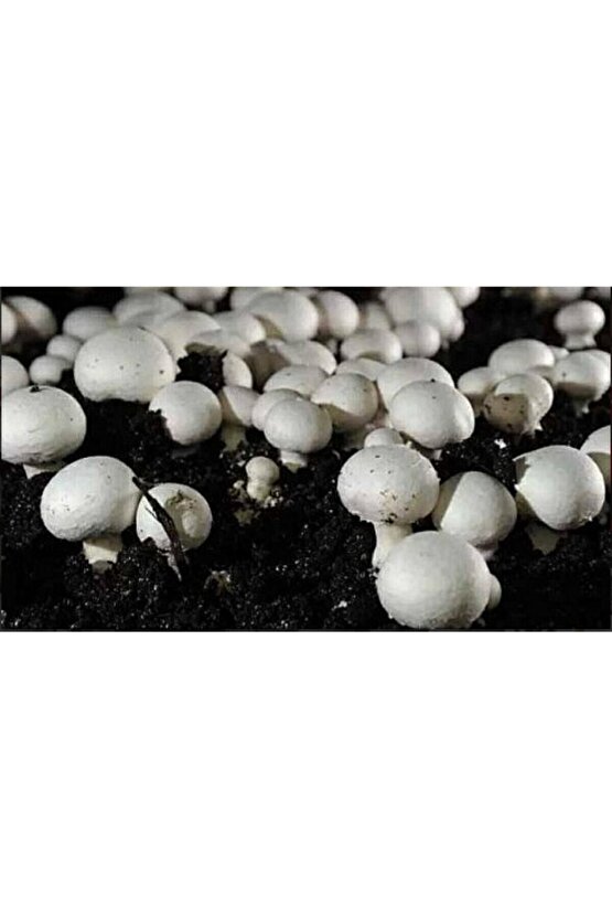 20 Litre Ekim Torfu Ve 2000 Adet Kültür Mantarı Tohumu Ile Eğitim Kılavuzu