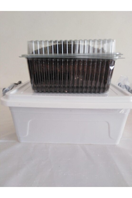 Kültür Mantarı Tohumu Ekili Kutu Ve Eğitim Kılavuzu