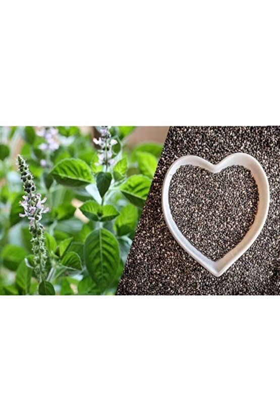 Ortalama 750 Adet Yeşil Top Fesleğen Tohumu