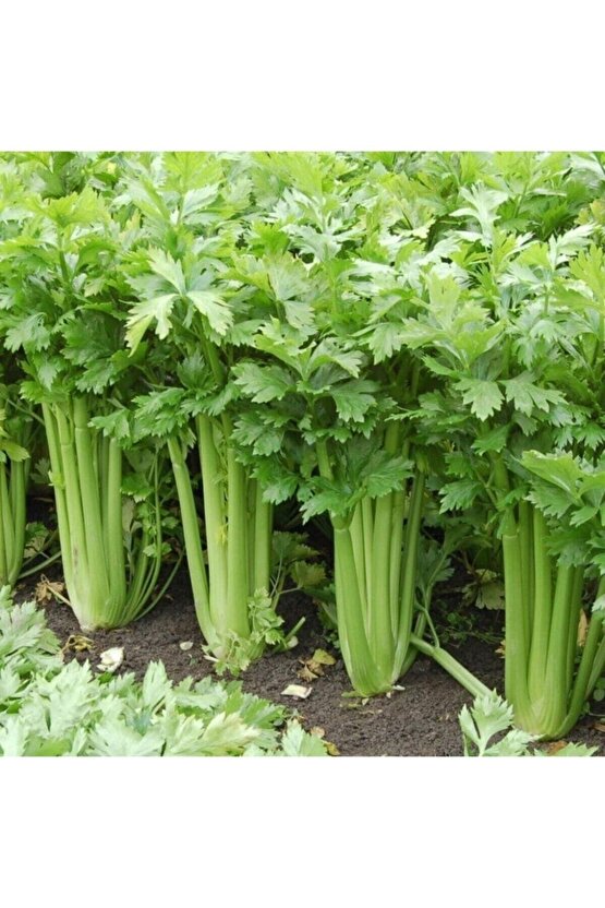 5000 Adet Geniş Yapraklı Köylü Maydanoz Tohumu