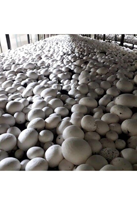 3000 Adet Beyaz Şapkalı Kültür Mantarı Tohumu