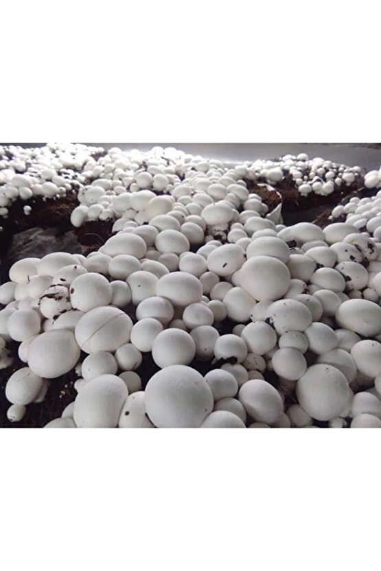 3000 Adet Beyaz Şapkalı Kültür Mantarı Tohumu