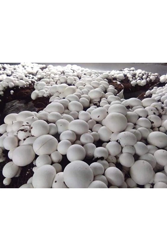 30.000 Beyaz Şapkalı Kültür Mantarı Tohumu Ve Yönerge