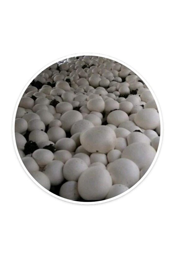 12 Litre Mantar Ekim Kompostu Torfu