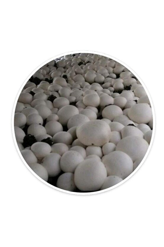 2000 Adet Kültür Mantarı Tohumu Ve 8 Litre Kültür Mantarı Ekim Torfu