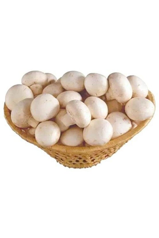 3000 Adet Kültür Mantarı Tohumu Ekim Poşeti Ve Eğitim Yönergesi + Hediye Üzüm Fidanı Tohumu