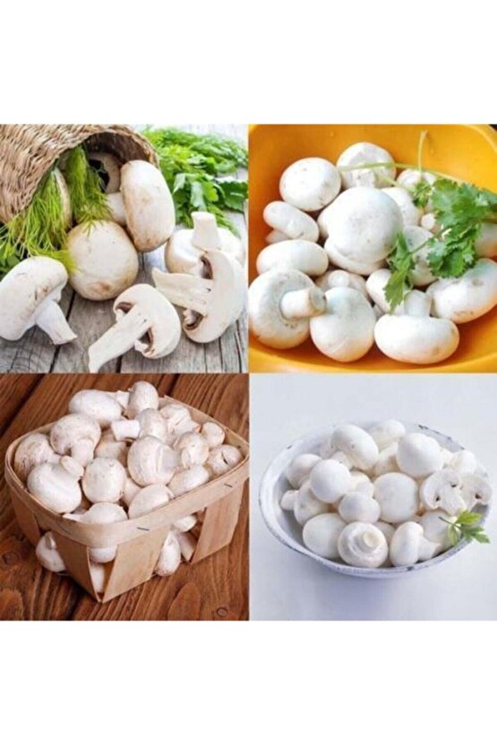 3000 Adet Beyaz Şapkalı Kültür Mantarı Tohumu + Kılavuz + Hediye Üzüm Fidanı Tohumu