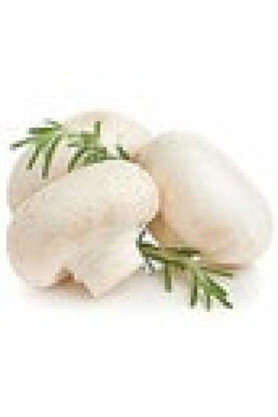 3000 Adet Beyaz Şapkalı Kültür Mantarı Tohumu + Kılavuz + Hediye Üzüm Fidanı Tohumu