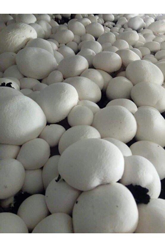 En Az 30.000 Adet Kültür Mantarı Tohumu Ve Eğitim Yönergesi