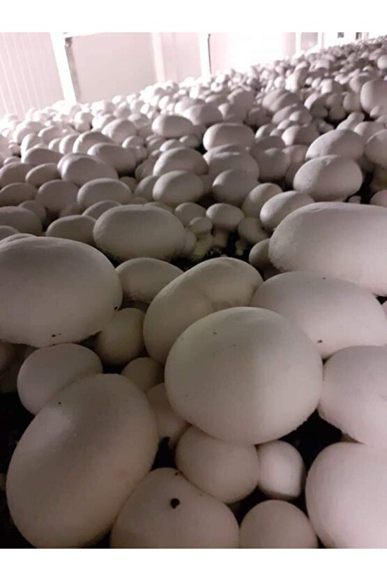 En Az 30.000 Adet Kültür Mantarı Tohumu Ve Eğitim Yönergesi