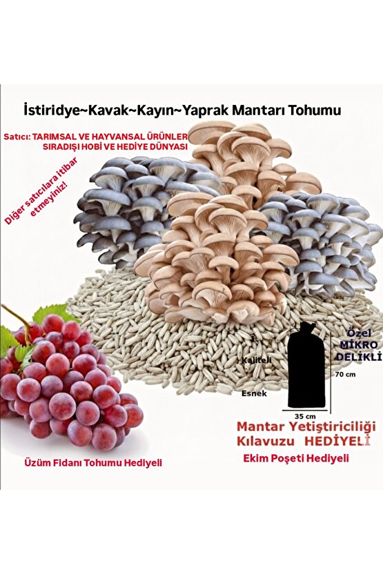 Ekim Torbası Ve Eğitim Kılavuzu Hediyeli 100 Gr Kavak Mantarı Tohumu