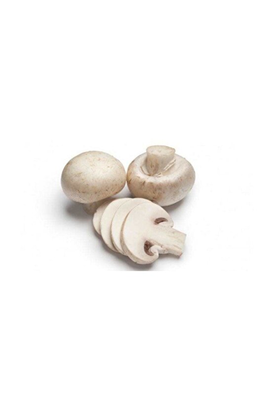 Ortalama 3000 Adet Kültür Mantarı Tohumu vee Eğitim Kılavuzu