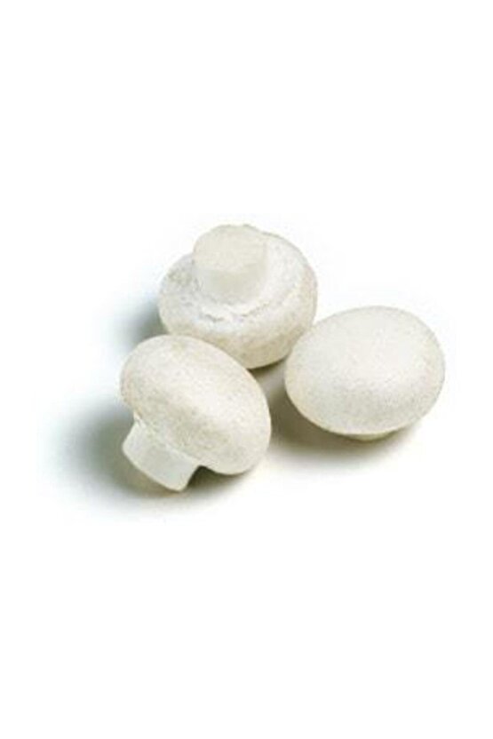 Eğitim Kılavuzu Ve Yönerge Hediyel 3000 Adet Beyaz Şapkalı Kültür Mantar Tohumu + Hediye Fidan Tohum